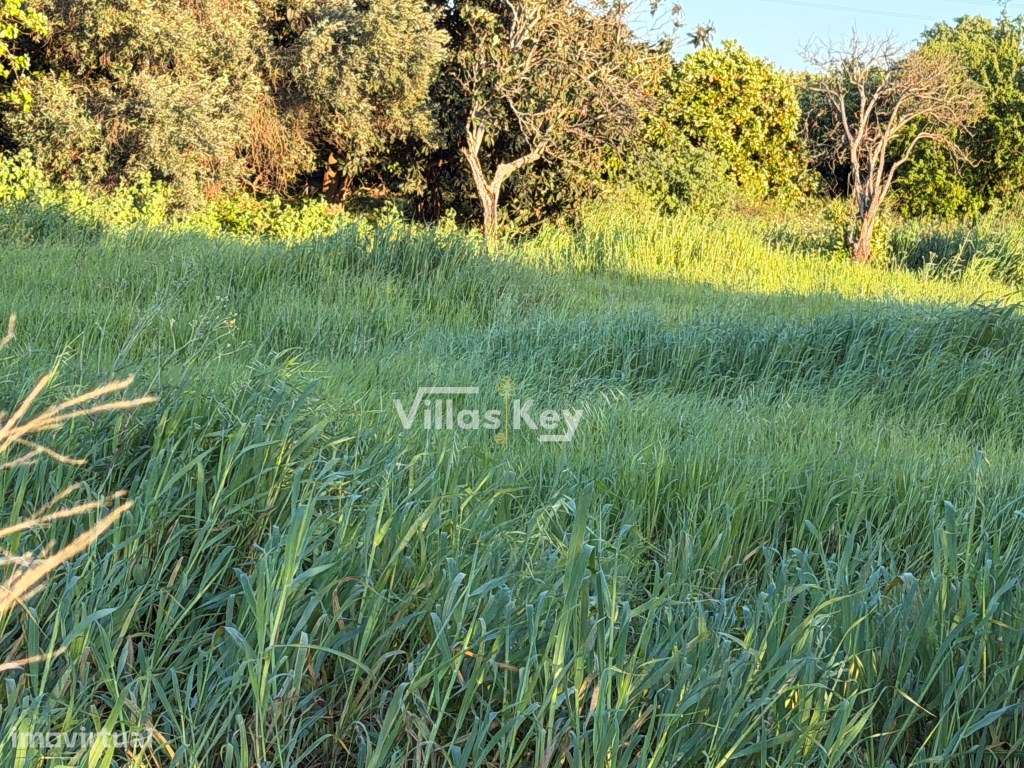 Terreno rústico com terra fértil para agricultura, tanque,nora,bons...-13
