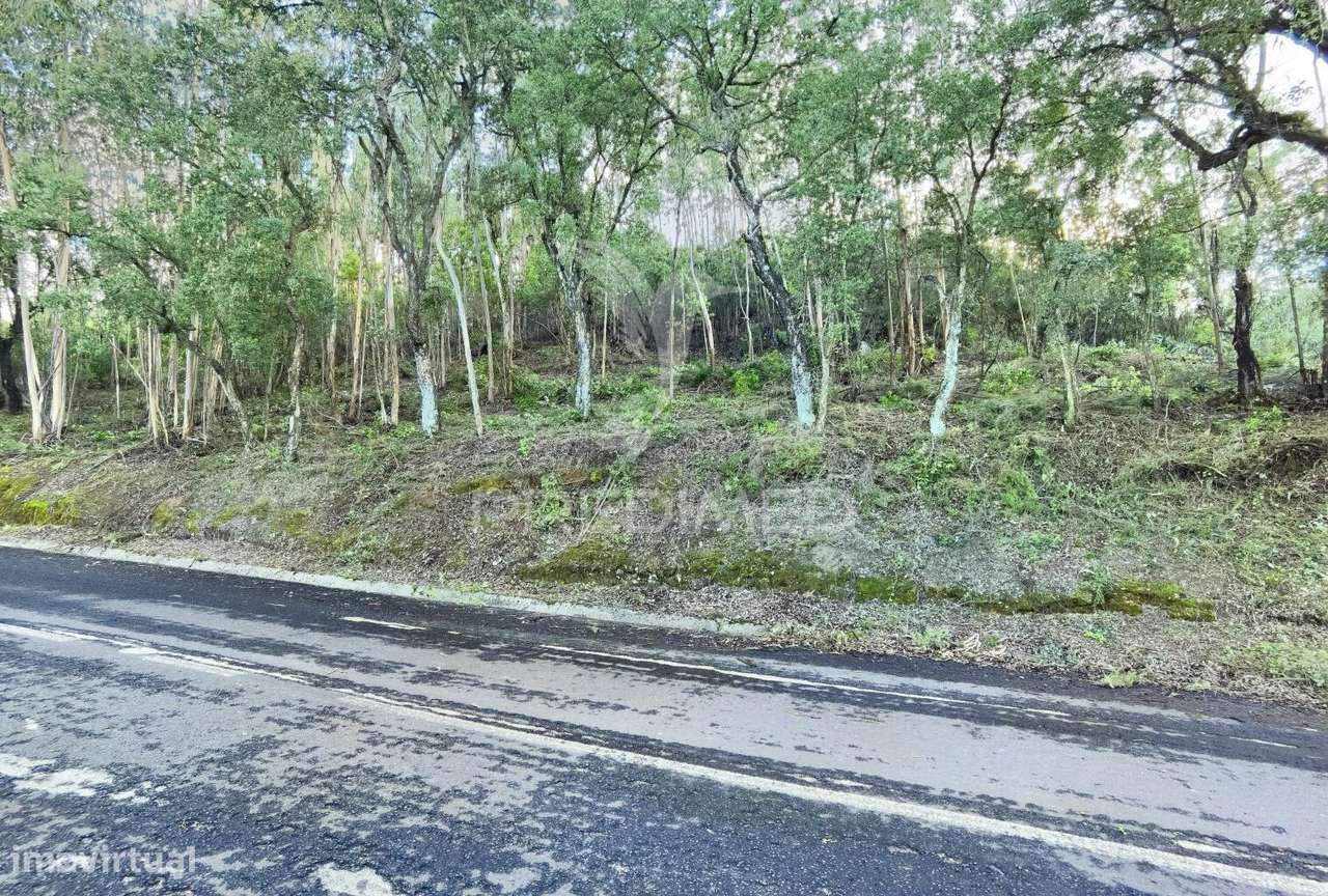 Terreno rústico , composto por eucaliptos / Amiais d Baixo - Grande imagem: 3/27