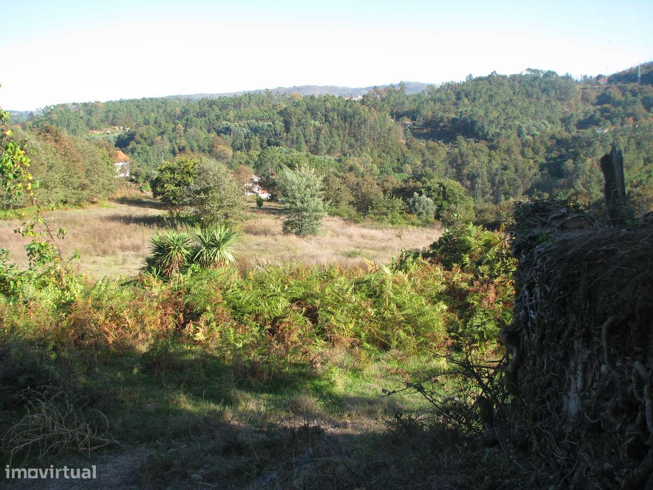 Quinta com casa em ruínas-5