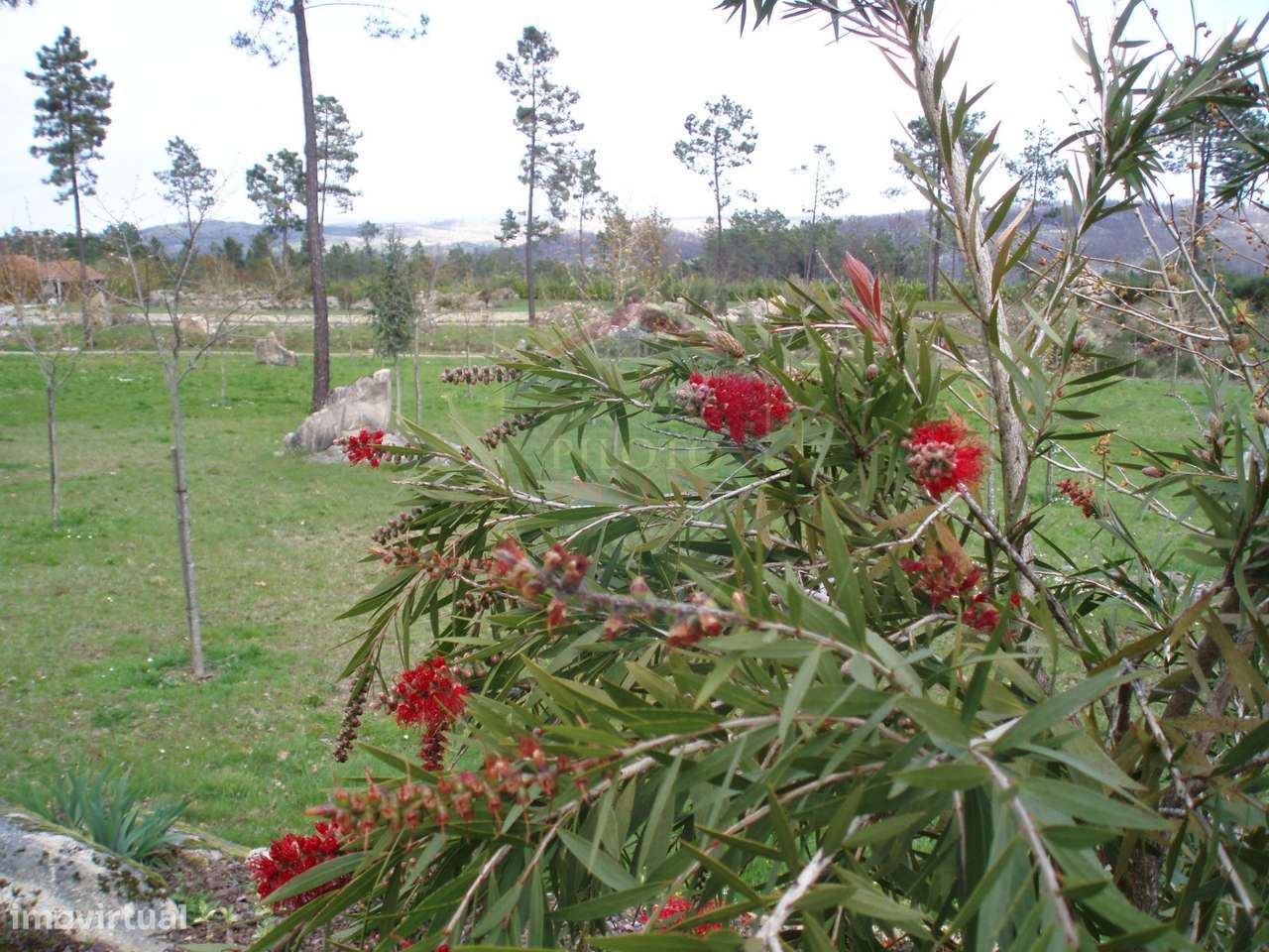 Quinta  Venda em Bodiosa,Viseu - Grande imagem: 5/11