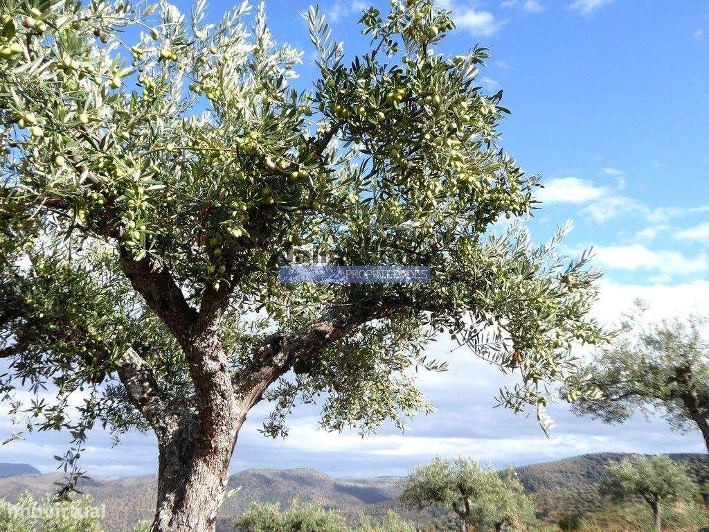 Olival de 6,9ha + Olival de 3ha, Escalhão. Portugal, F. C. Rodrigo,...-3