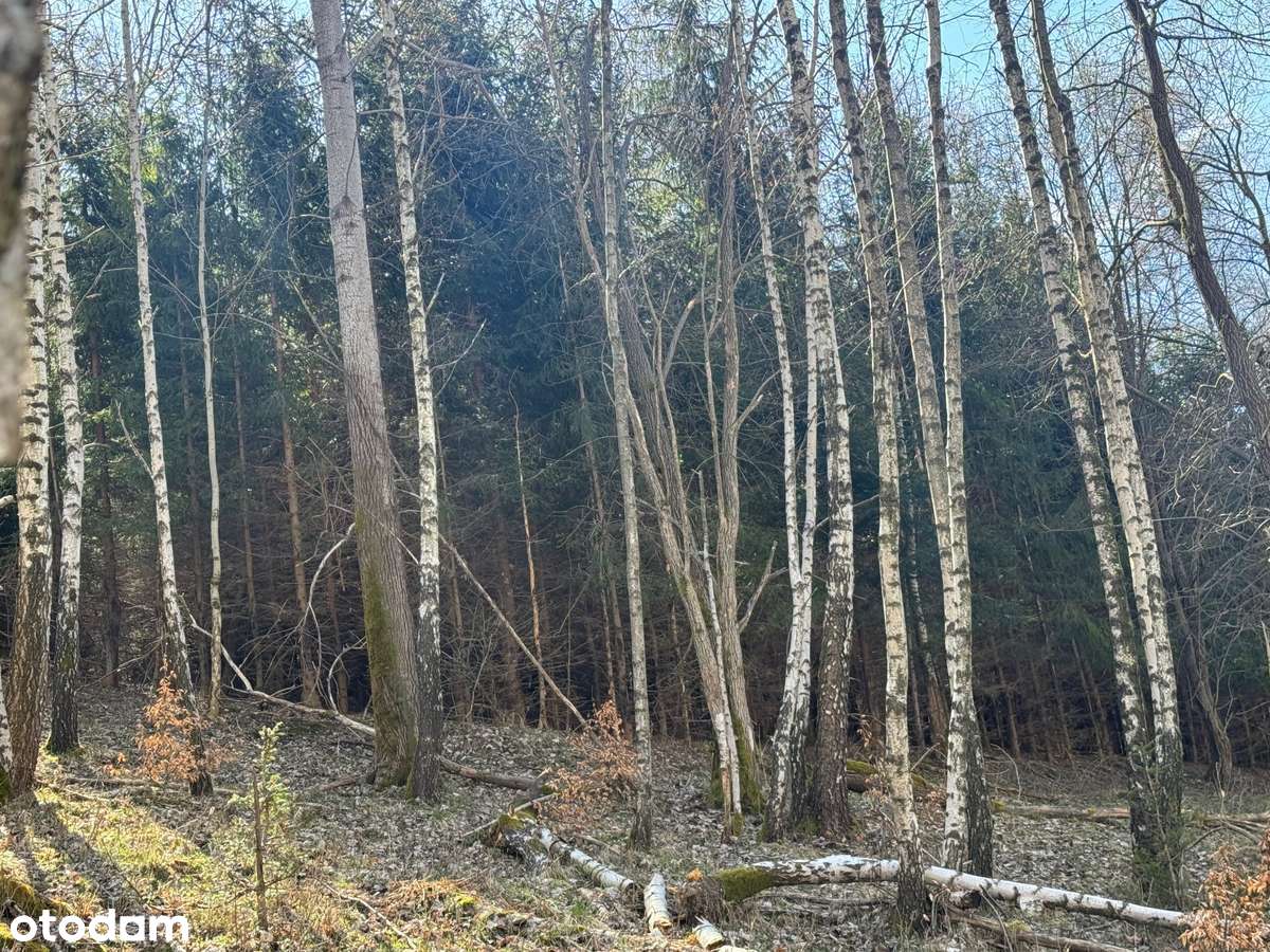 Mała i tania działka rekreacyjna w środku lasu! - Pełny obrazek: 4/6