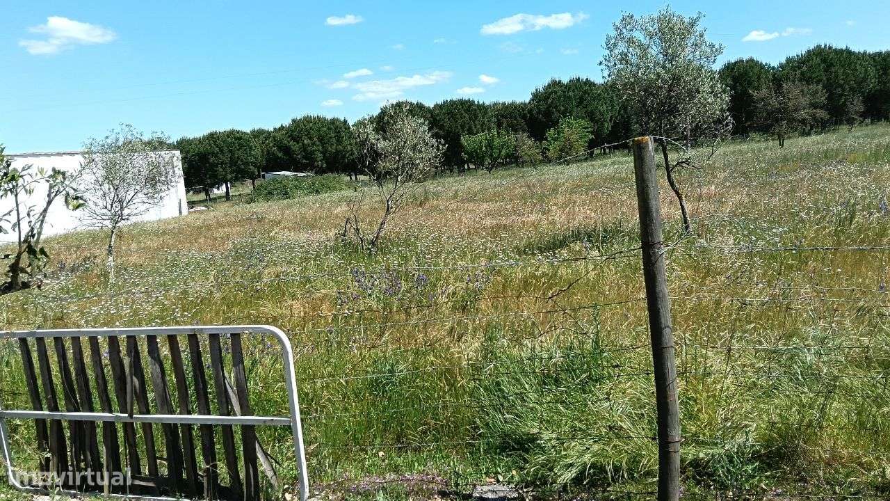 Quinta Pegões Velhos, junto á adega, com moradia e armazém lote 3,8 ha-56