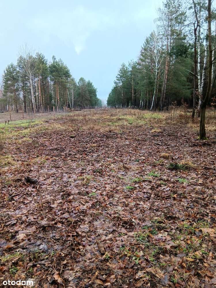Działka siedliskowa Słubica Wieś 3000m2 - Pełny obrazek: 4/6
