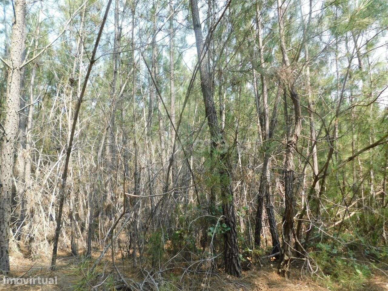 Terreno / Covilhã, Barco e Coutada - Grande imagem: 4/4