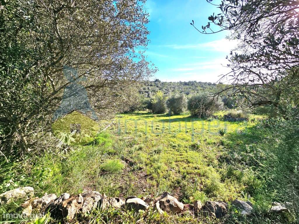 Terreno fértil em zona rural, para agricultura, projeto florestal, ... - Grande imagem: 3/13