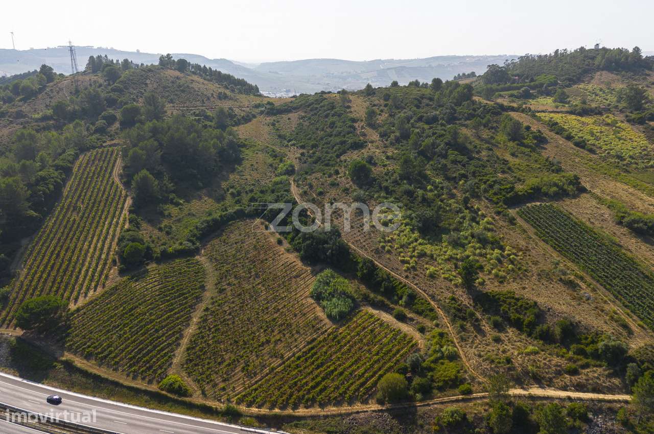 Propriedade vinícola em Torres Vedras - Grande imagem: 3/25