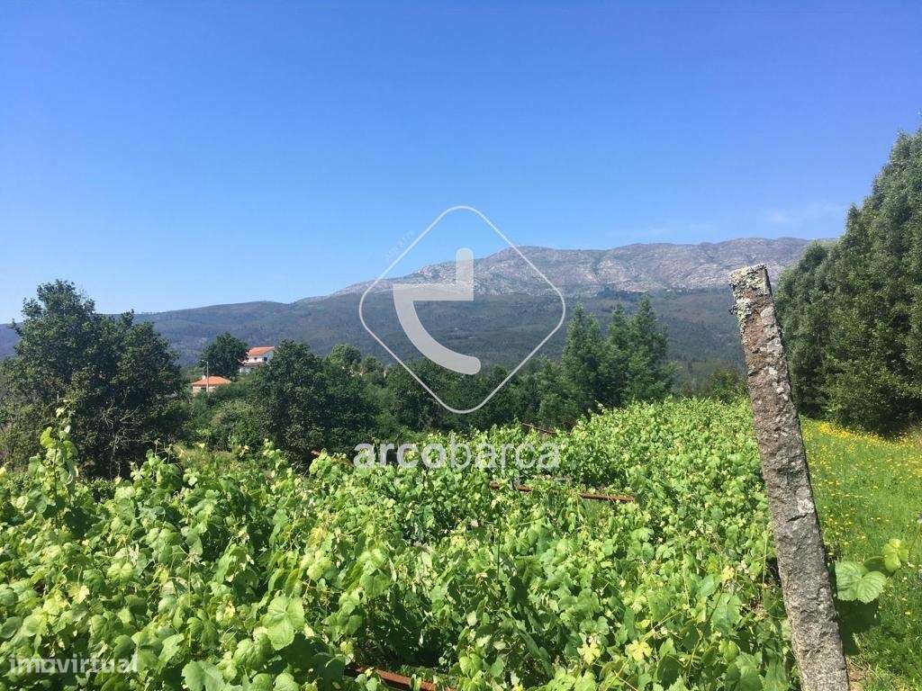 Quintinha ruinas p/restauro com 2520m2 - Moreira Lima - Ponte de Lima-27