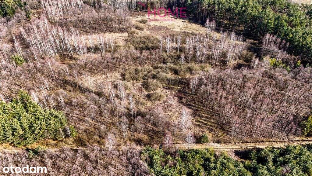 Działka wśród lasu- 8 arów-4