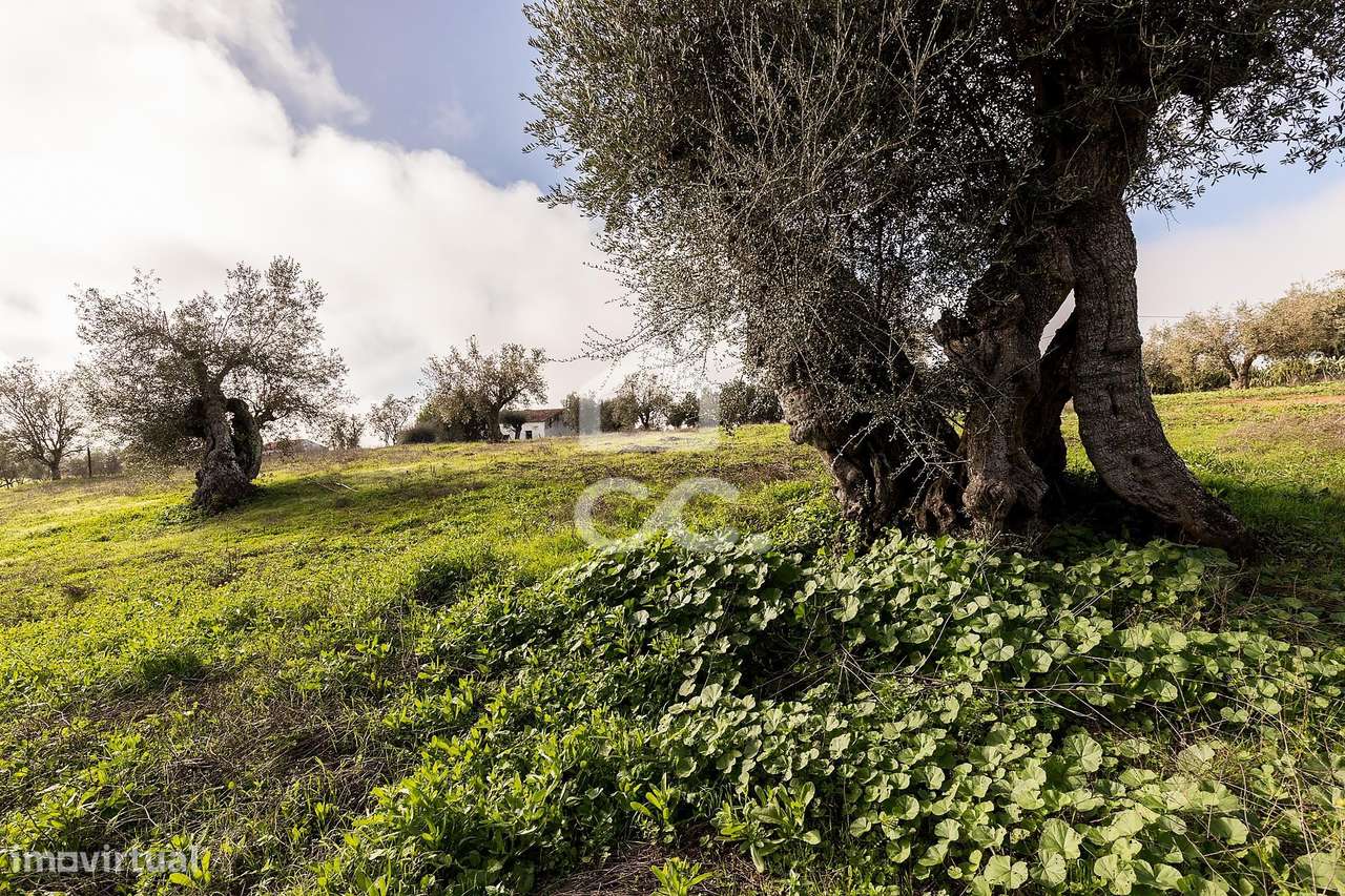 Quinta T5 de 0,9 ha com Moradias e Anexos | Torrão, Alcácer do Sal-42