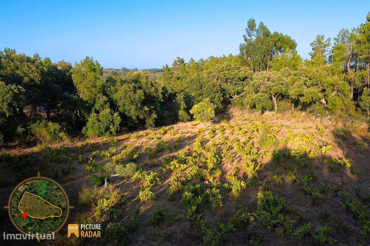 Terreno com Vinha e Poço em Granito | Salgueiro do Campo-15