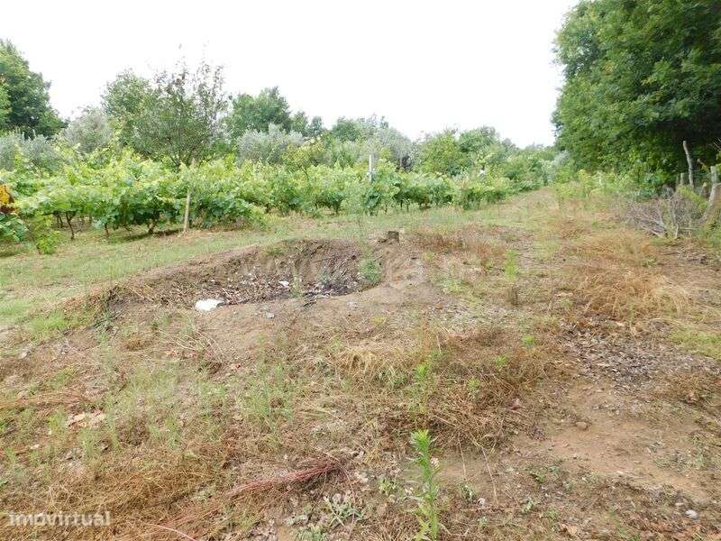 Terreno Rústico / Seia, Santiago - Grande imagem: 2/20
