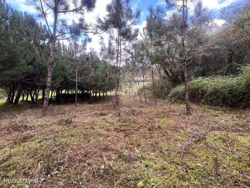 Arrendo Terreno para cultivo e lazer - Grande imagem: 4/11