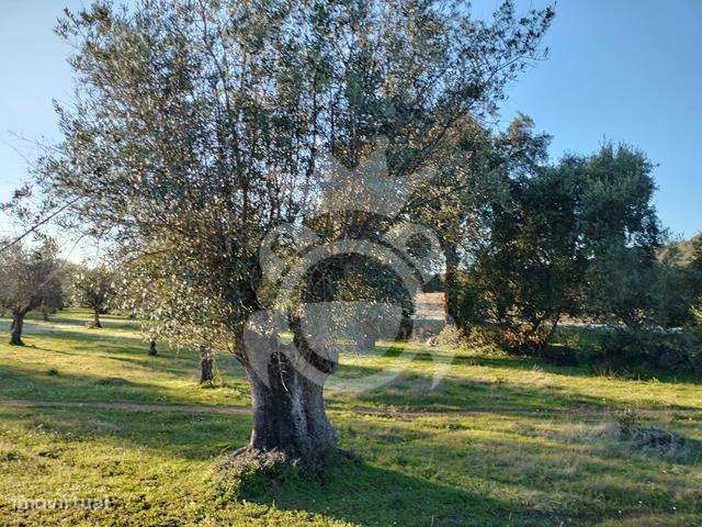 OLIVAL PARA VENDA EM CARRAPATELO - CORVAL-17