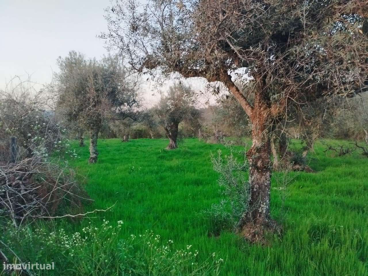 Terreno rustico em Dominga loba Peraboa - Grande imagem: 5/12