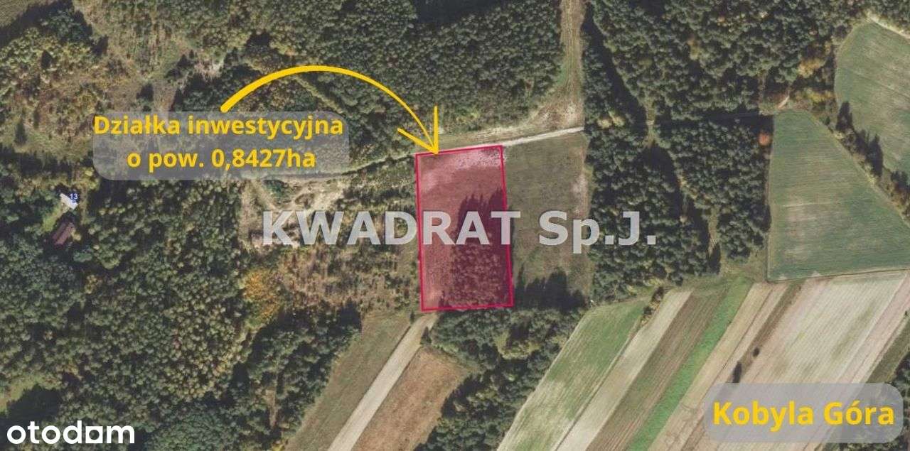 Piękna, duża działka z lasem – Kobyla Góra!!!-4