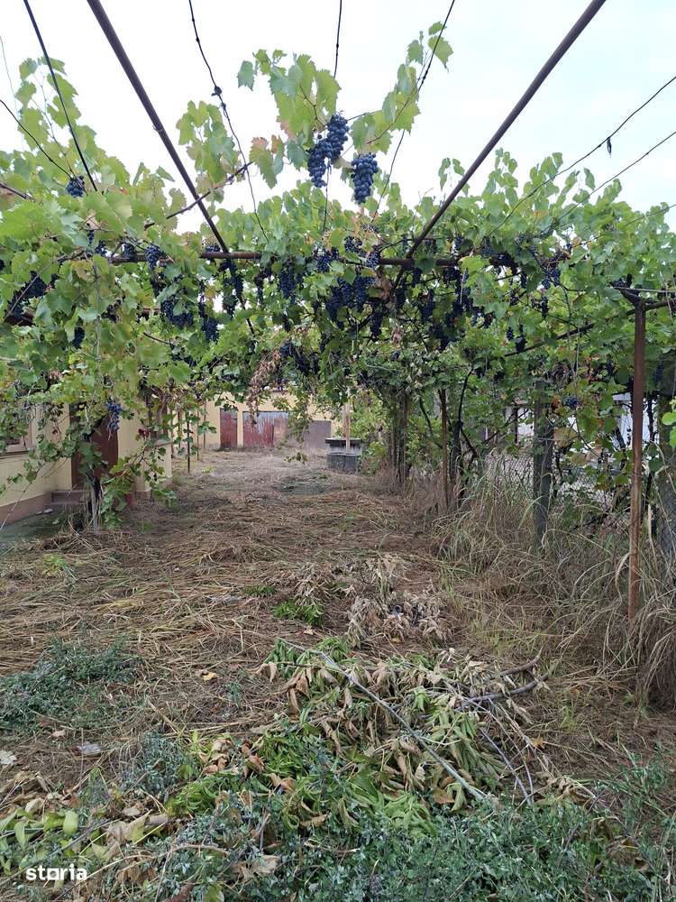 Casă Cernele - Imagine principală: 5/5