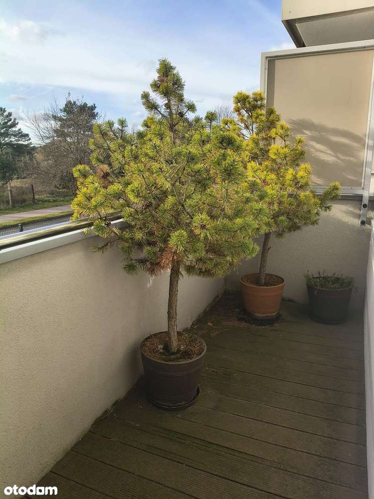 Rezerwacja! Funkcjonalne mieszkanie 2-pokojowe, Solec Kujawski-8