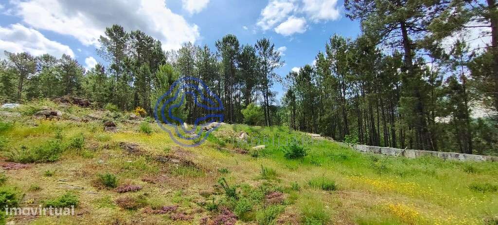 Terreno de 2545 m2   | Com Ruina Moradia T2 e Anexo | Gondomil e Saf - Grande imagem: 4/44