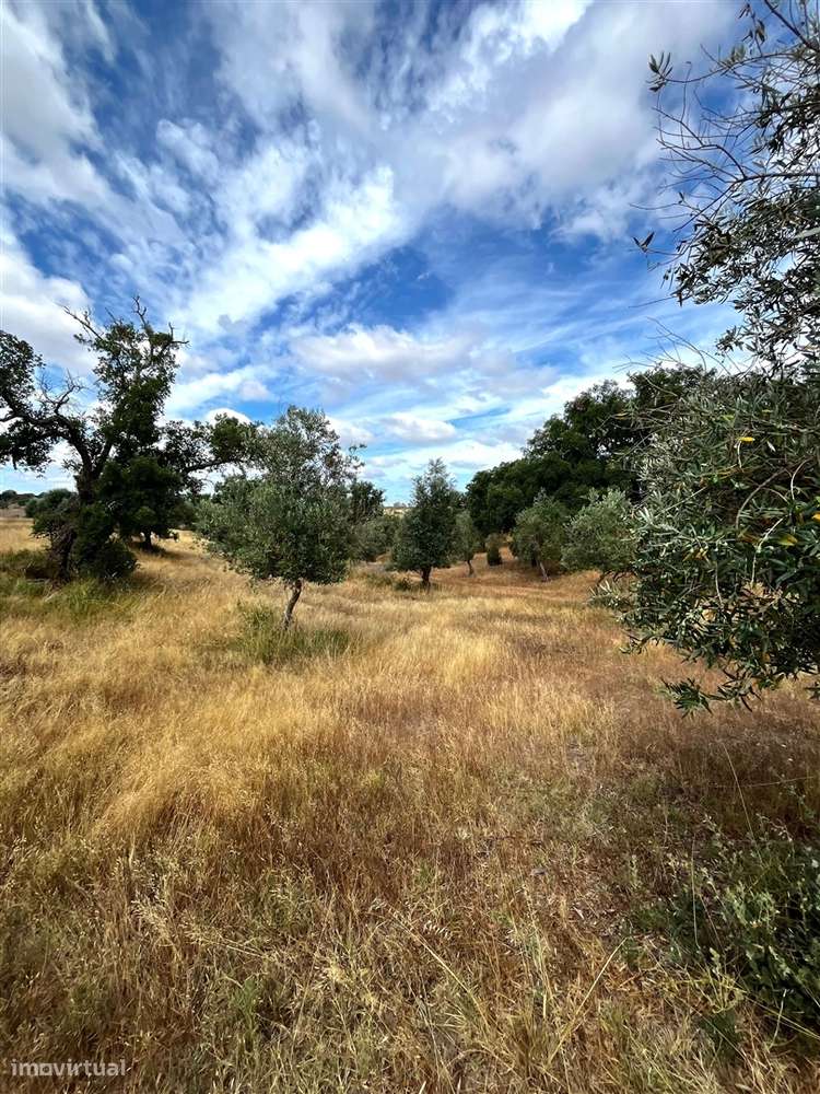 Quinta >=T10 Venda em Cortiçadas de Lavre e Lavre,Montemor-o-Novo-51