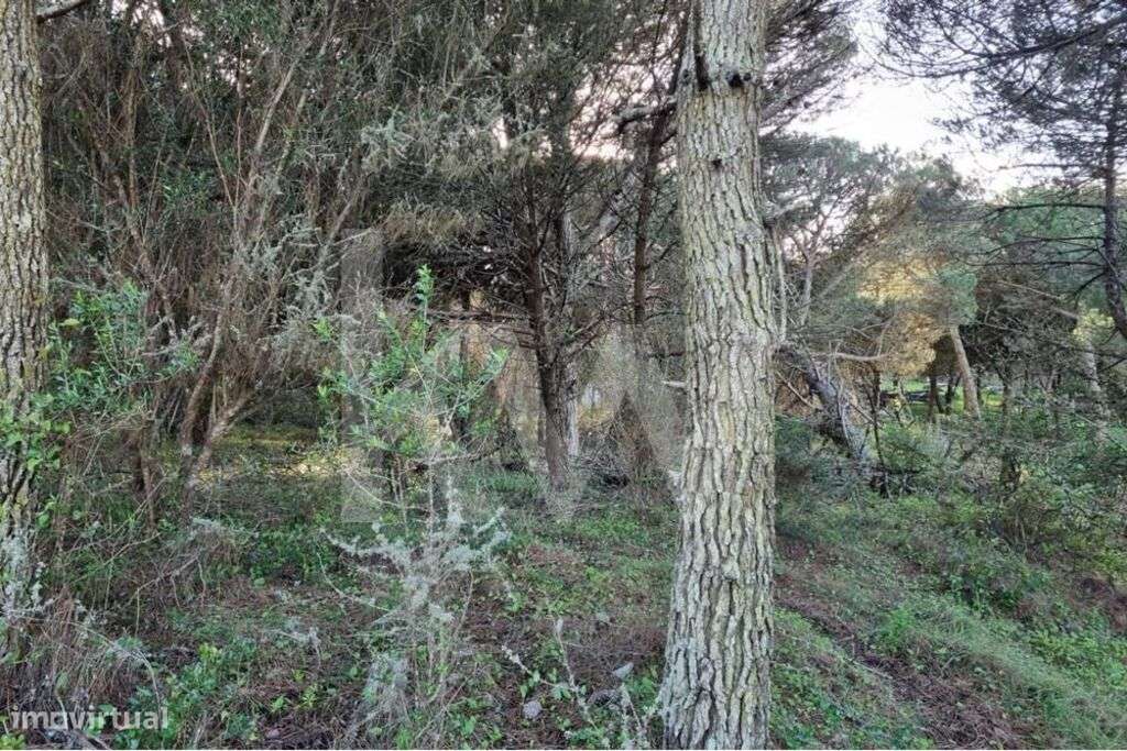 Terreno rústico Janas 3888m2 - Grande imagem: 4/14