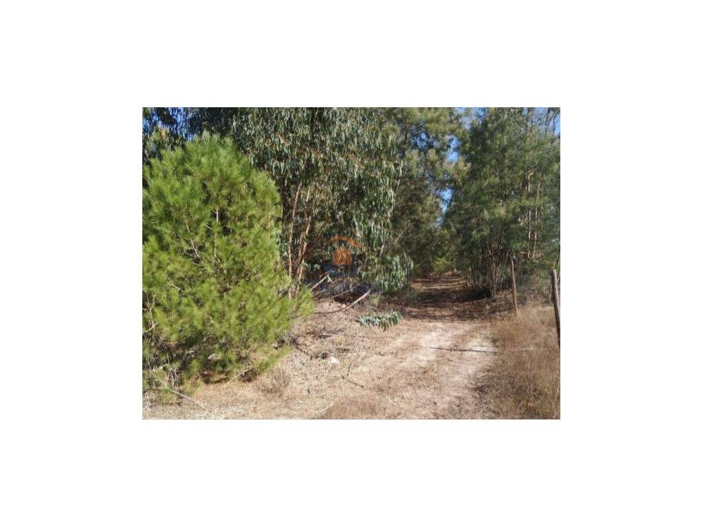 Terreno rústico com mais 4 hectares - Pegões - Grande imagem: 4/5