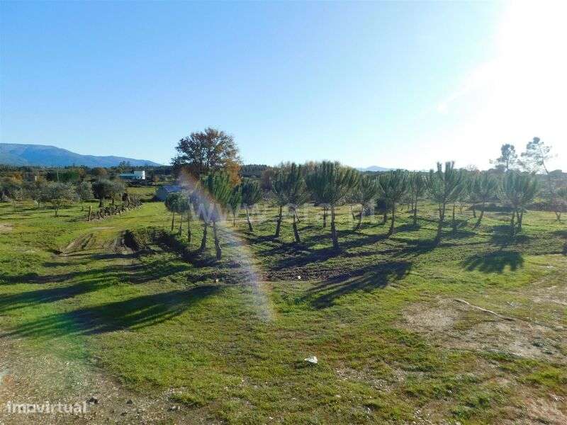 Quinta / Seia, Paranhos - Grande imagem: 5/11