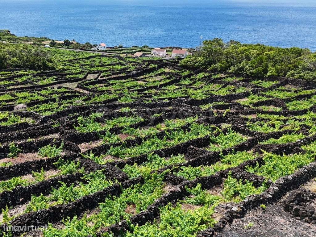 Terreno com Vinhas, Vista Mar e Viabilidade de Construção, Lajinha ... - Grande imagem: 4/10