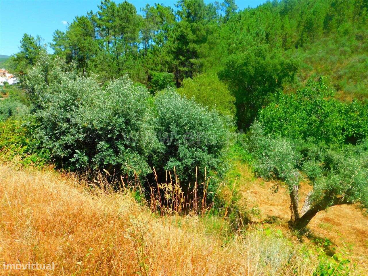 Terreno / Castelo Branco, São Vicente da Beira - Grande imagem: 4/5