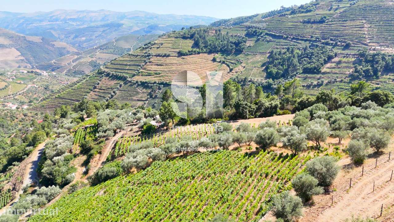 Terreno / vinha - Douro Vinhateiro - Grande imagem: 4/11