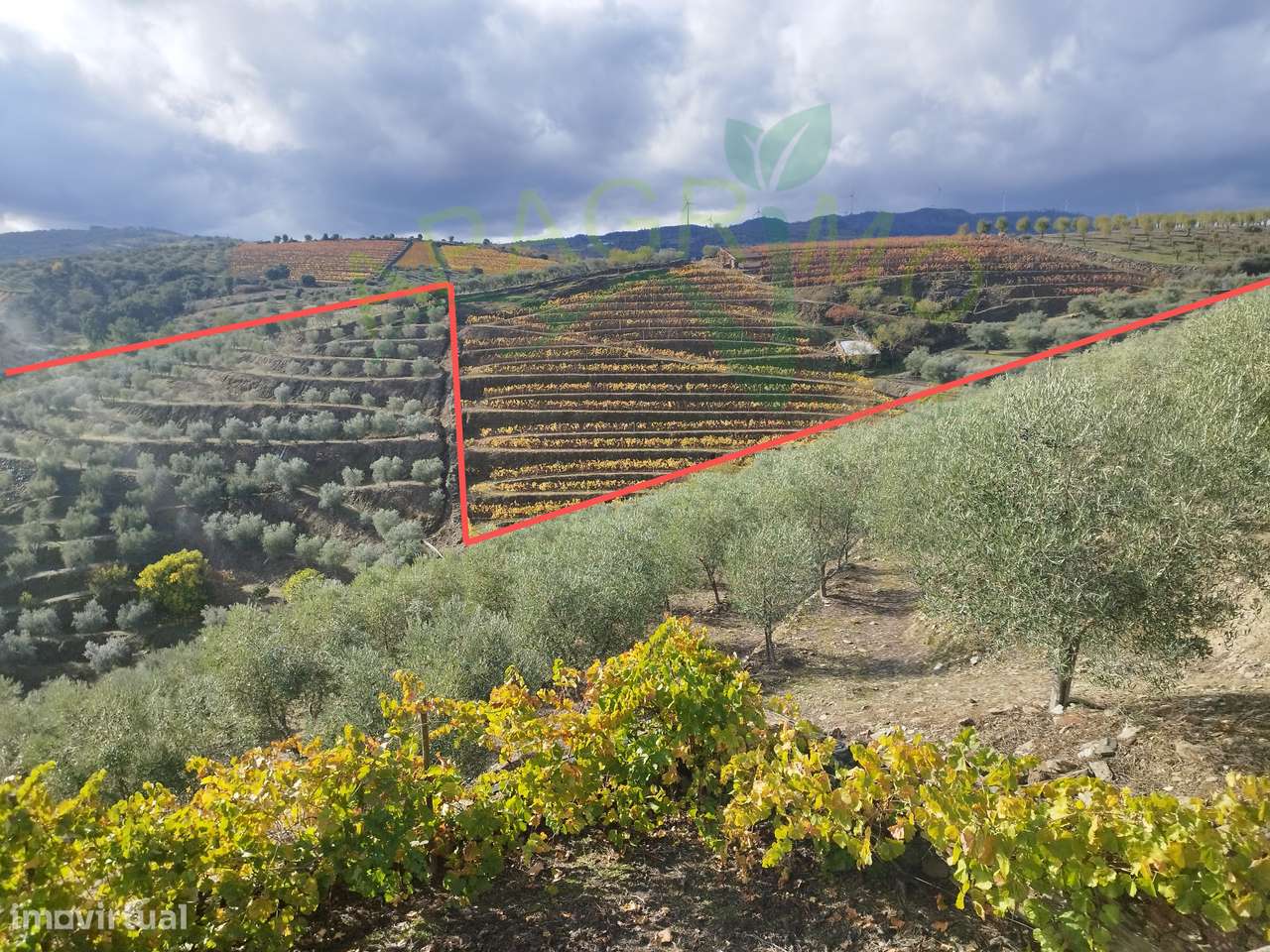 Olivais em Valongo dos Azeites, S.J. da Pesqueira - Grande imagem: 4/14