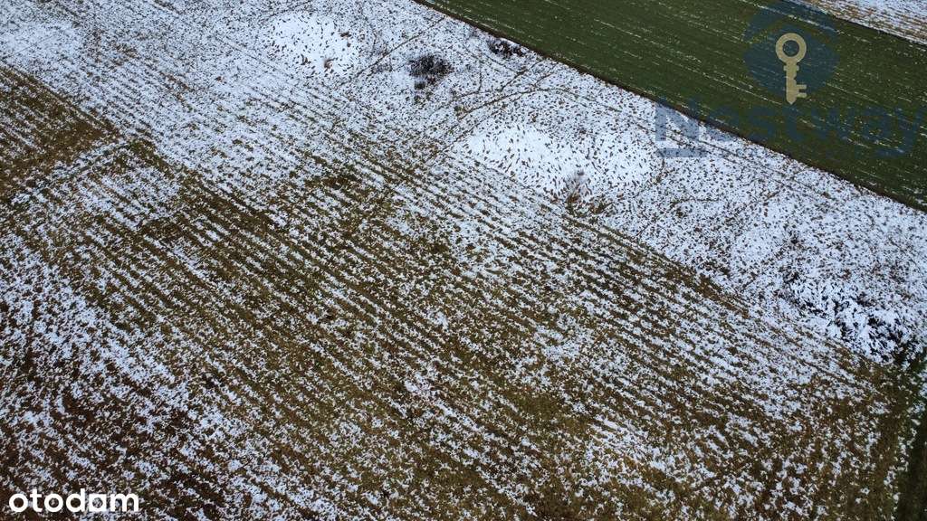 55 ar| Sieraków| Budowlano-rolna| 15 Ar budowlanej - Pełny obrazek: 5/17