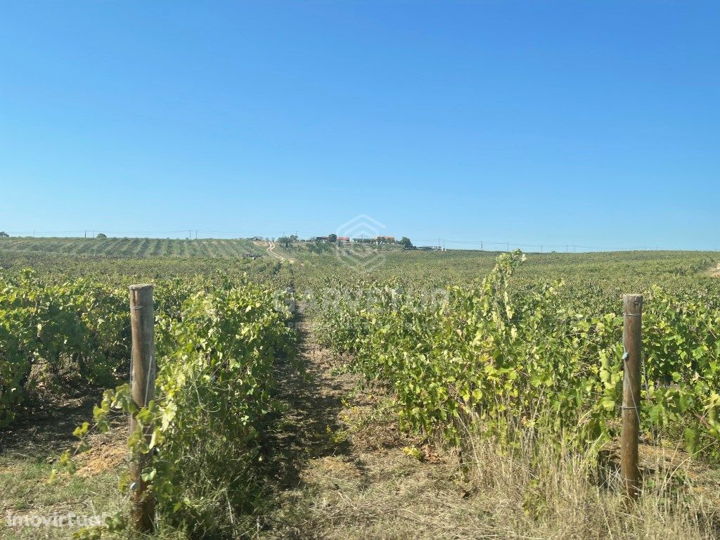 Propriedade com 18 hectares, com olival e vinha em Torres...