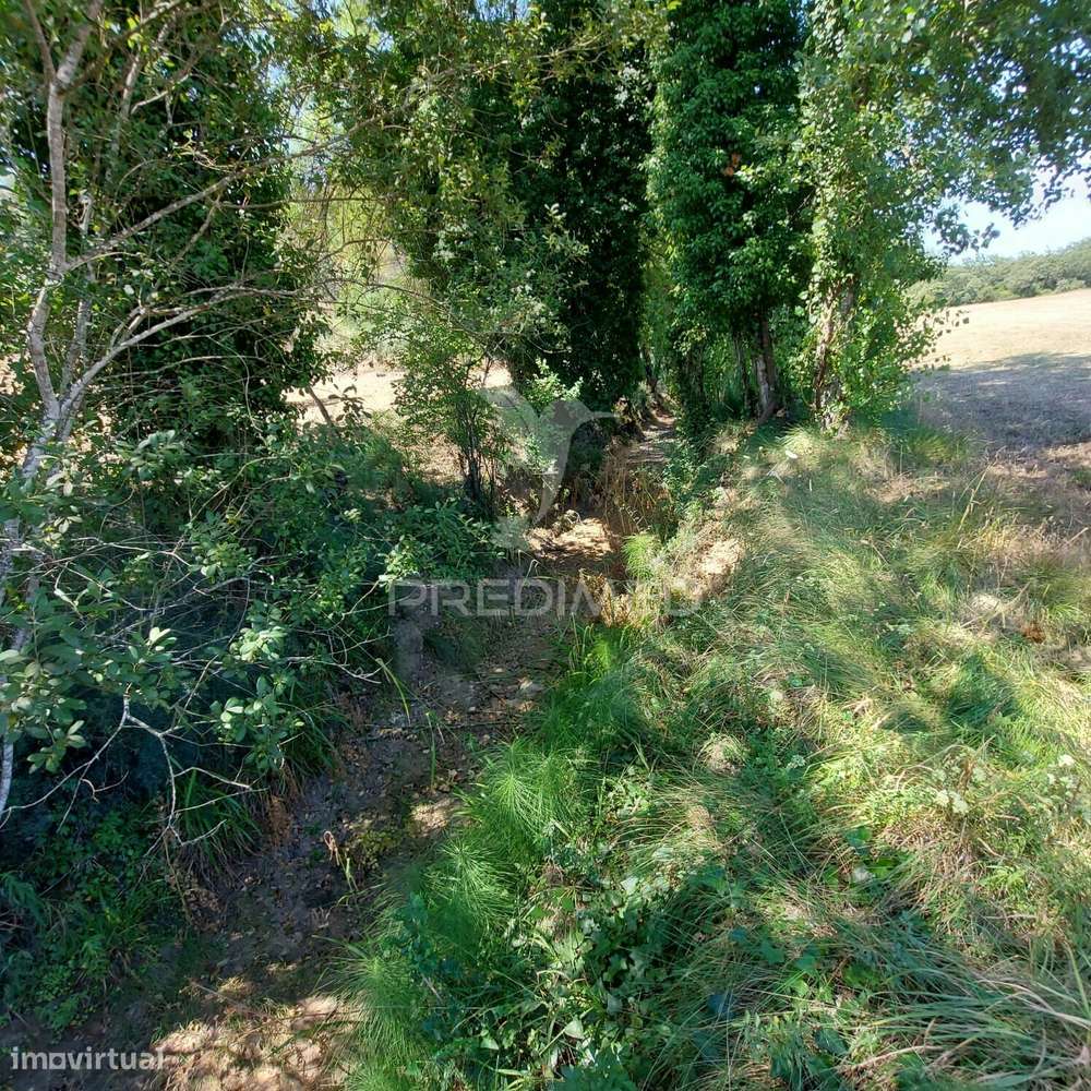 Terreno Rústico, Agricultura de Regadio, Pernes, Santarém. - Grande imagem: 3/12