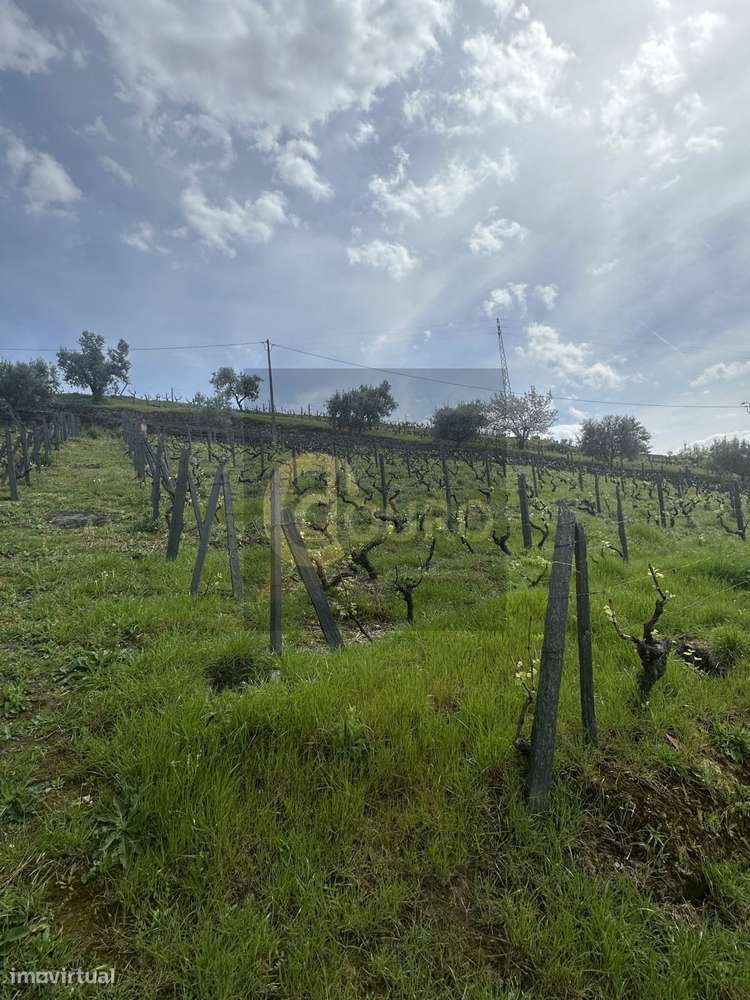 Quinta Brasonada no Douro Superior-15