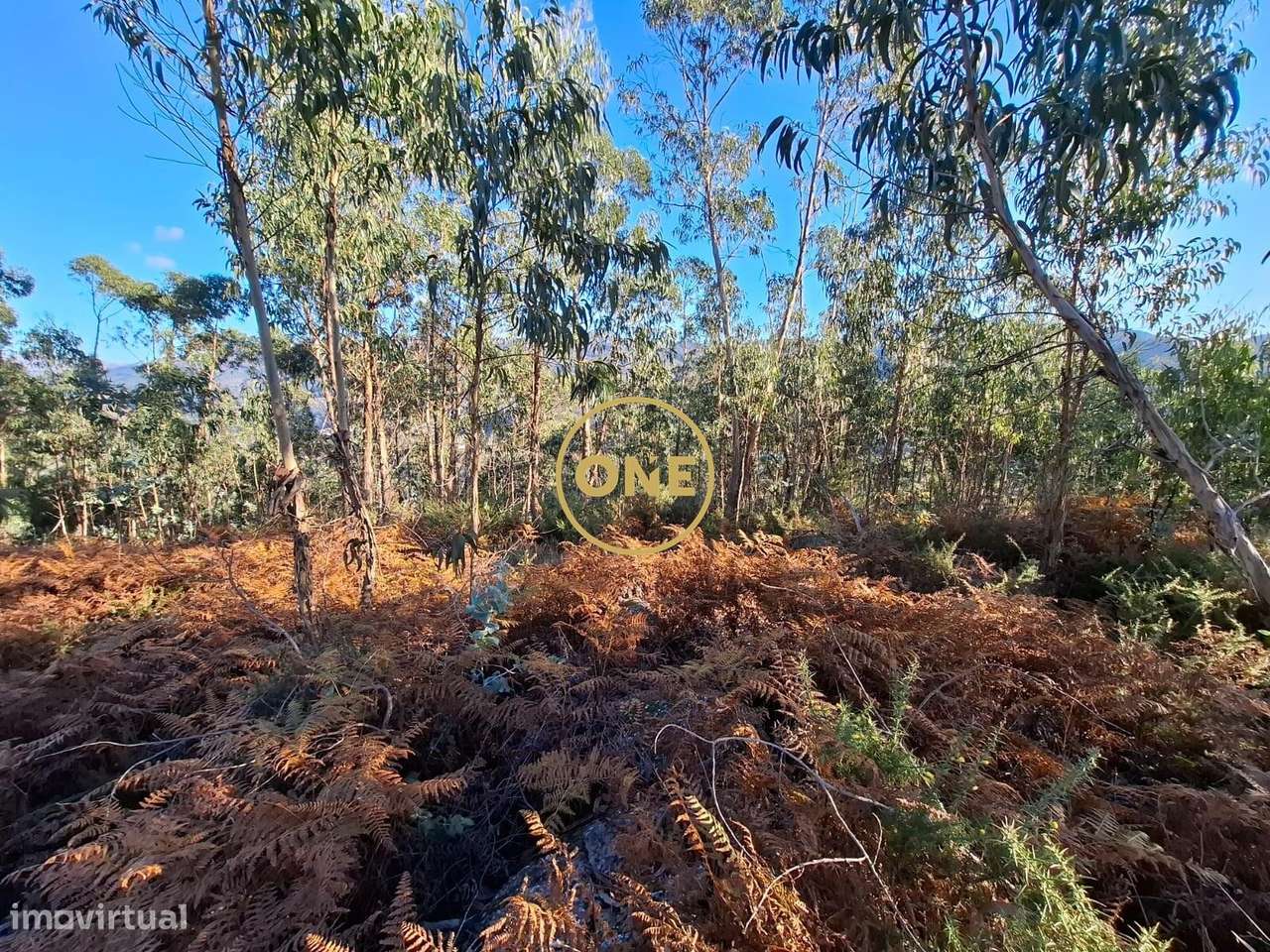Terreno Rústico em Valbom (São Martinho), Vila Verde - Grande imagem: 4/5