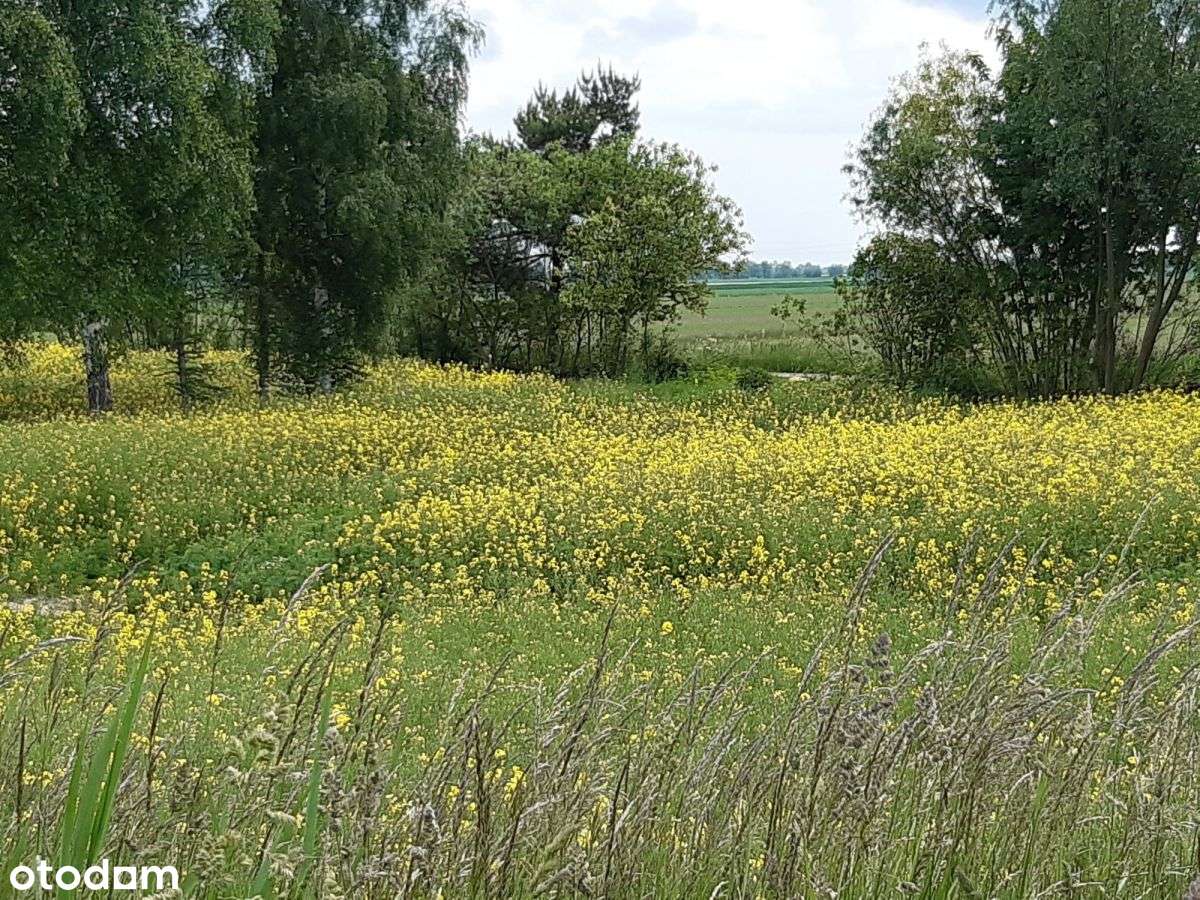 Działka z linią brzegową rzeki. - Pełny obrazek: 5/10