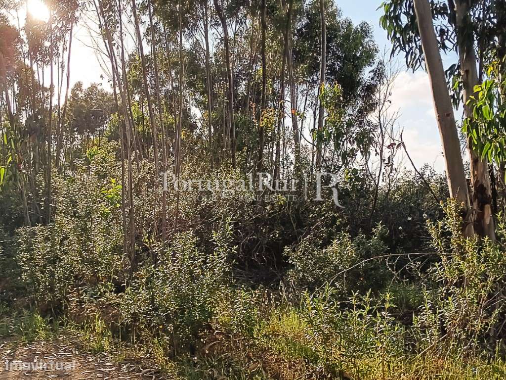 Terreno plano a 5 minutos das Praias, Costa Vicentina Algarve - Grande imagem: 4/10