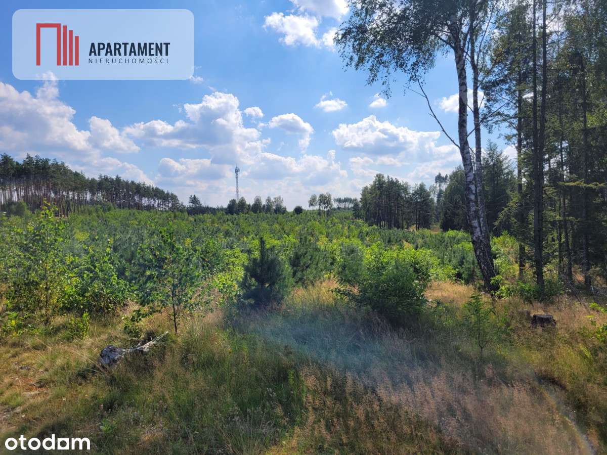 działka leśno rolna - Pełny obrazek: 4/7