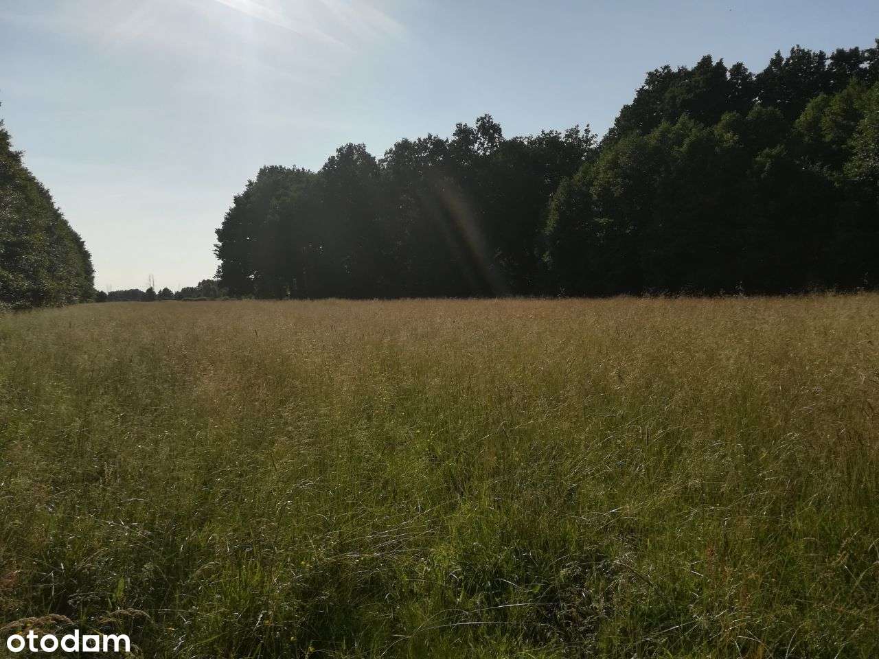 Działka rolna łąka Biernatowo - Pełny obrazek: 3/3