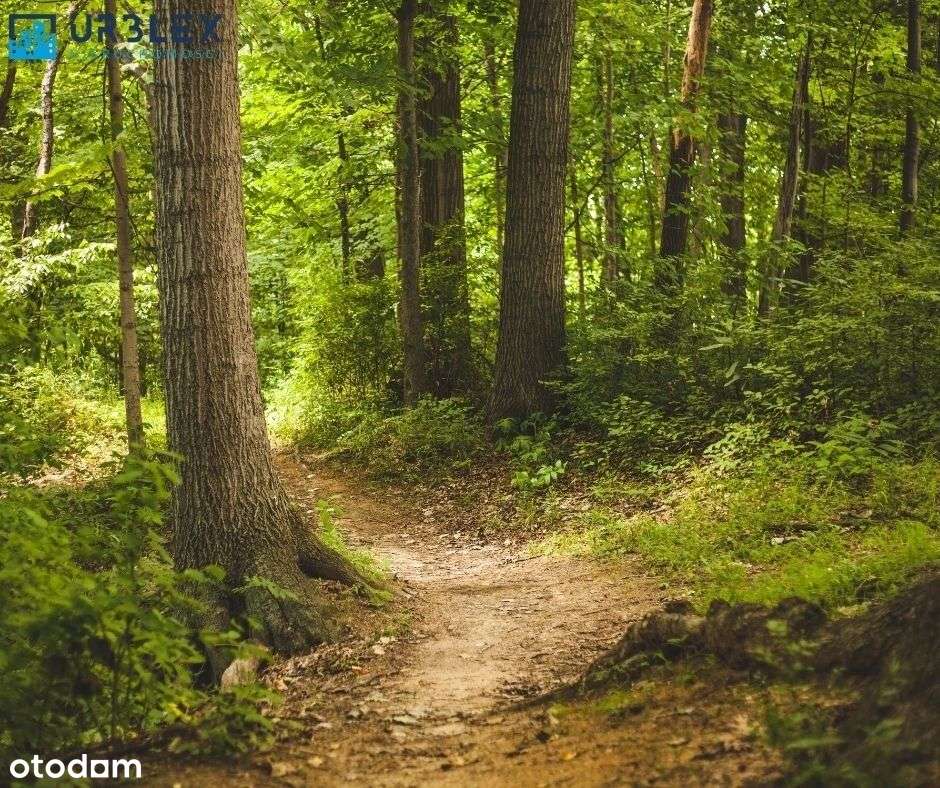 Las - Trzciana, powiat bocheński-2