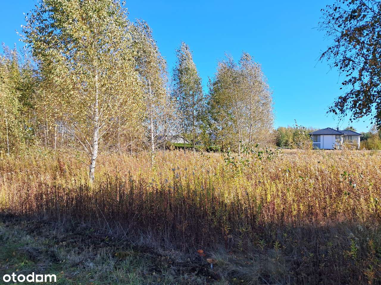 Celinów gm. Dębe Wielkie - 700 m2, warunki zabudowy. - Pełny obrazek: 4/6