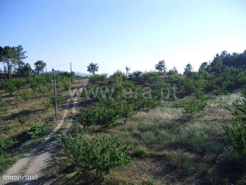 Terreno Rústico / Fundão, Vales Pêro Viseu - Grande imagem: 4/5