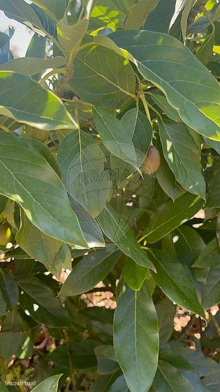 Moradia T2 para venda-26