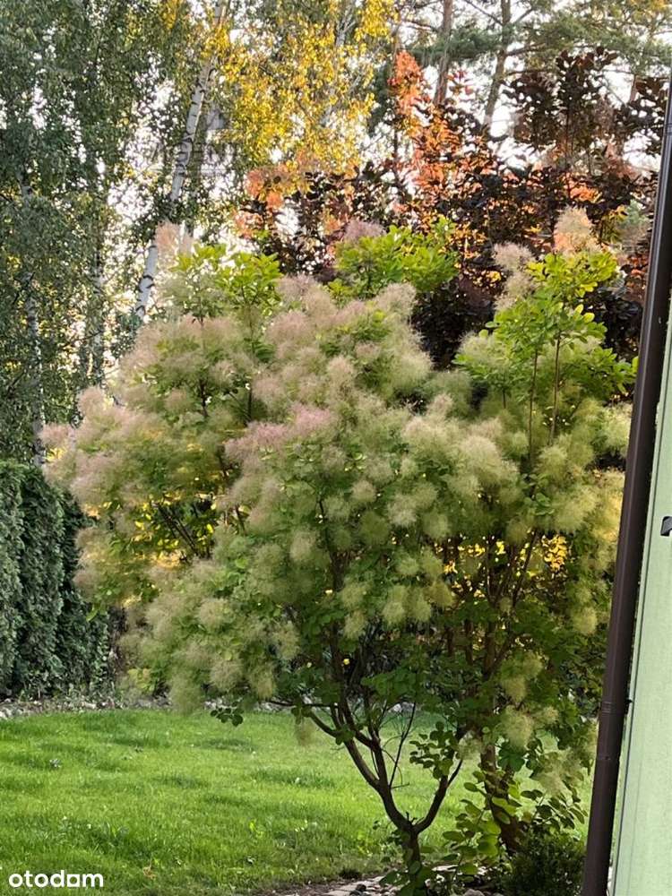 Dom w malowniczym zakątku Bydgoszczy!!!-3