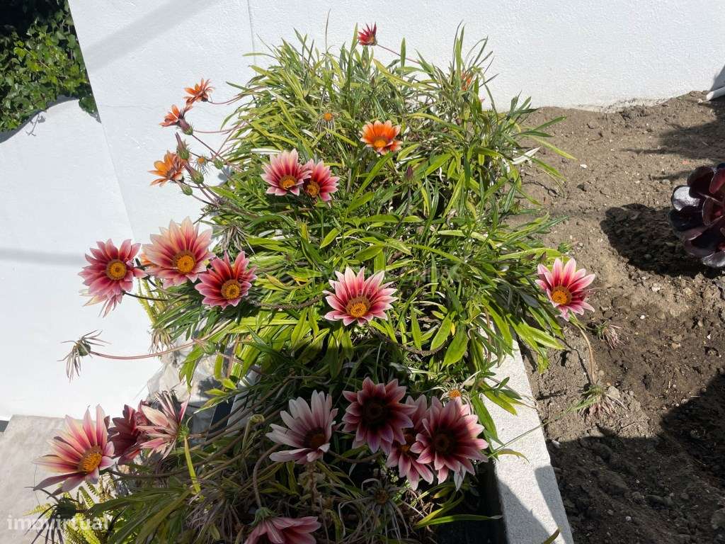 EXCLUSIVO - Conjunto de 3 Unidades Habitacionais com Vista Deslumbr...-42