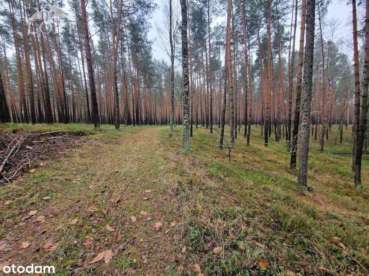 Las Potępa - Pełny obrazek: 5/7