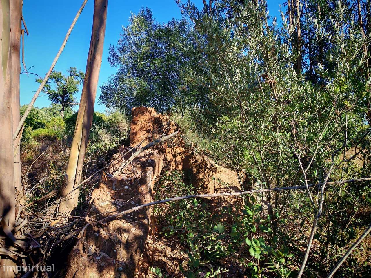 Terreno rústico com 13250 m2 em Brejo do Abade - Quinta do Anjo - Palm - Grande imagem: 5/12