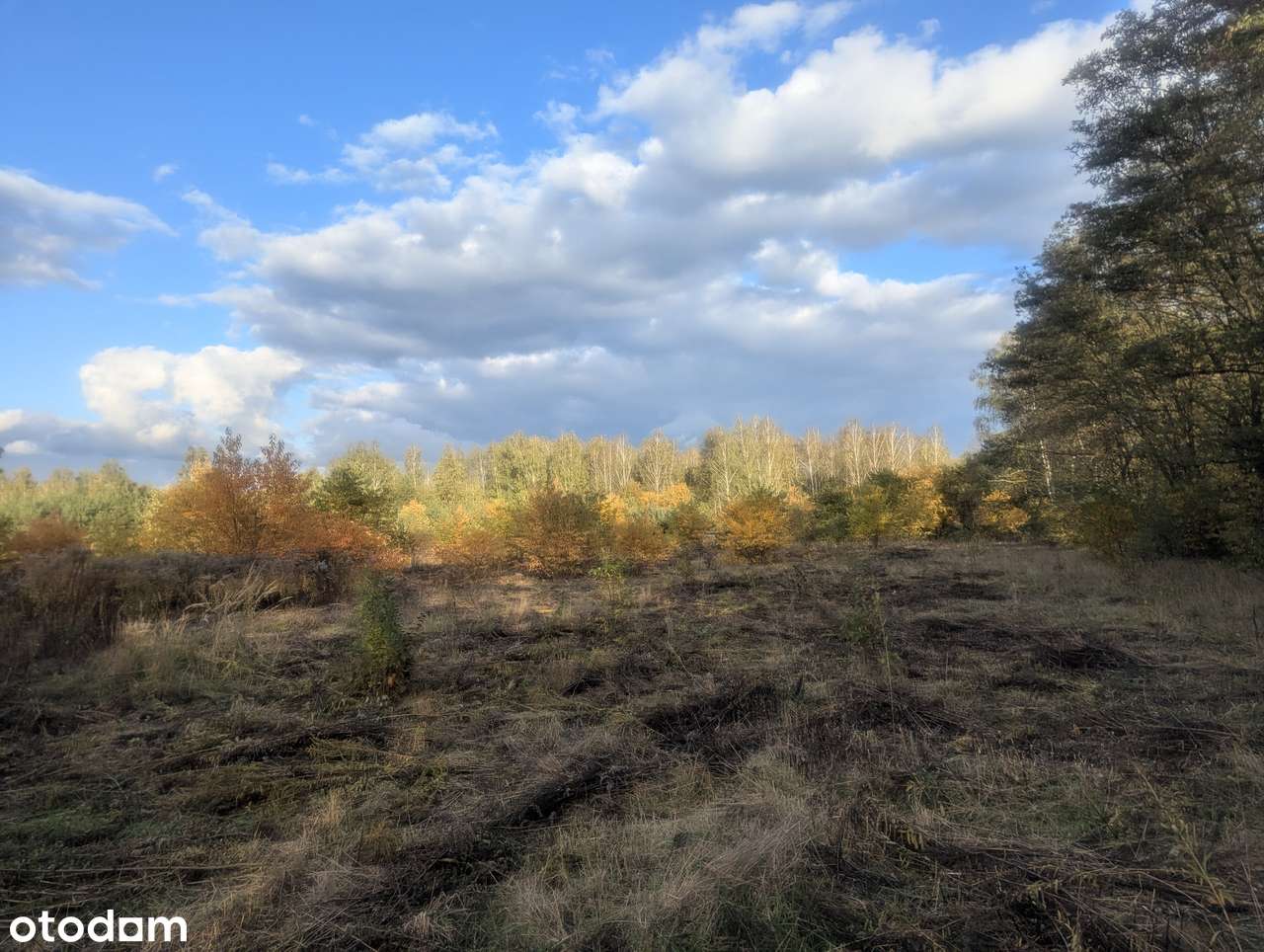 Malownicze działki w Żółwinie z możliwością podziału - bezpośrednio - Pełny obrazek: 5/9