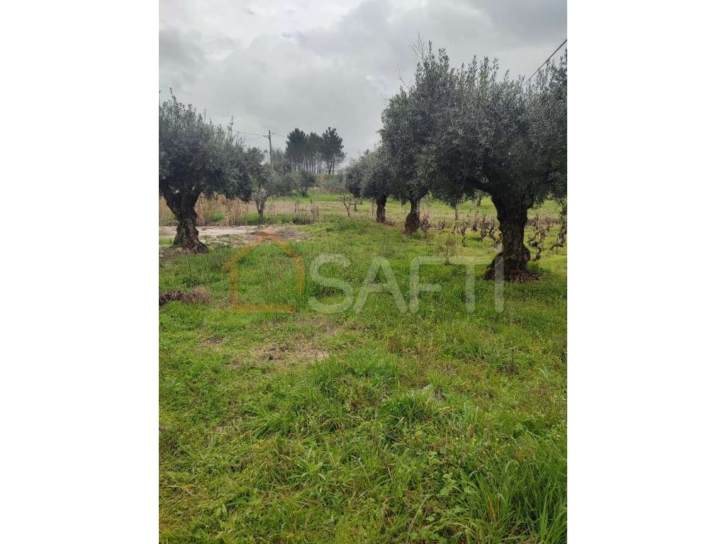 Terreno para Construção de Moradia em Ourem - Grande imagem: 5/12